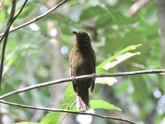 Schiffornis veraepacis