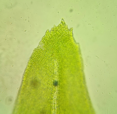 Pseudanomodon attenuatus