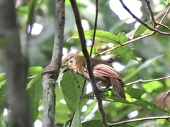 Schiffornis veraepacis