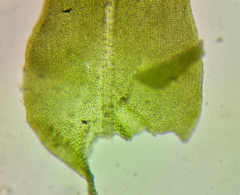 Pseudanomodon attenuatus