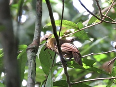 Schiffornis veraepacis