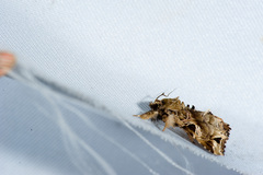 Callopistria phaeogona