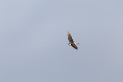 Pseudhirundo griseopyga