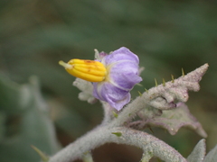 Solanum violaceum