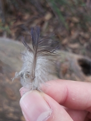 Psittaculidae