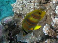 Chaetodon rainfordi