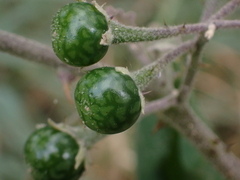 Solanum violaceum