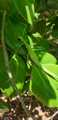 Didymuria violescens