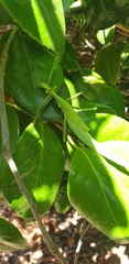 Didymuria violescens