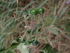 Solanum violaceum