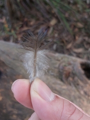 Psittaculidae