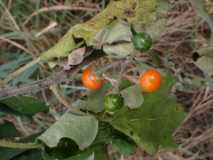 Solanum violaceum