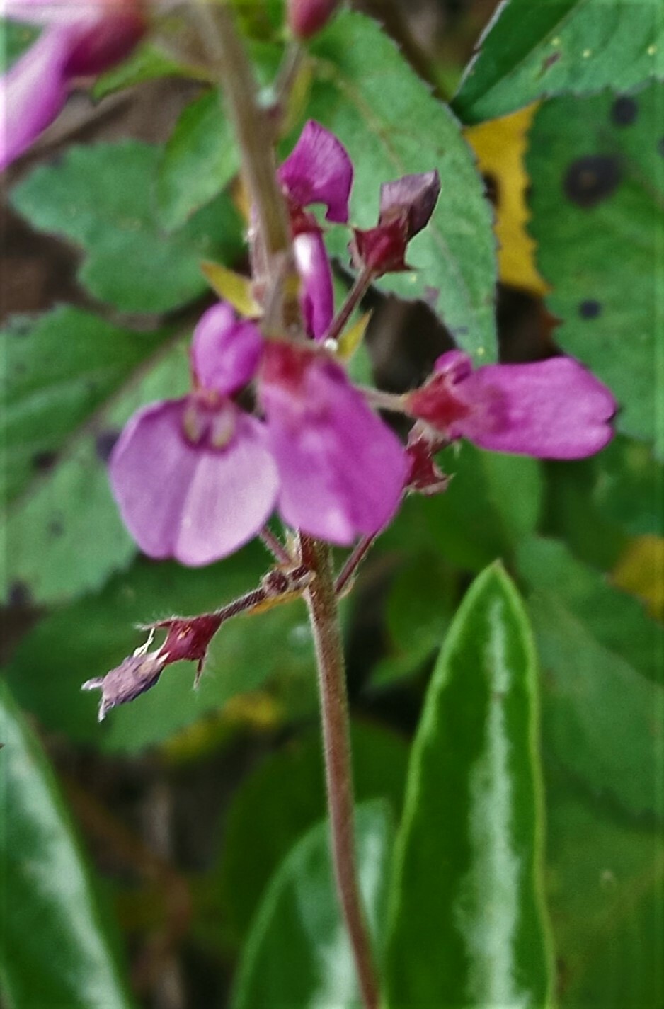 Desmodium incanum (Sw.) DC.