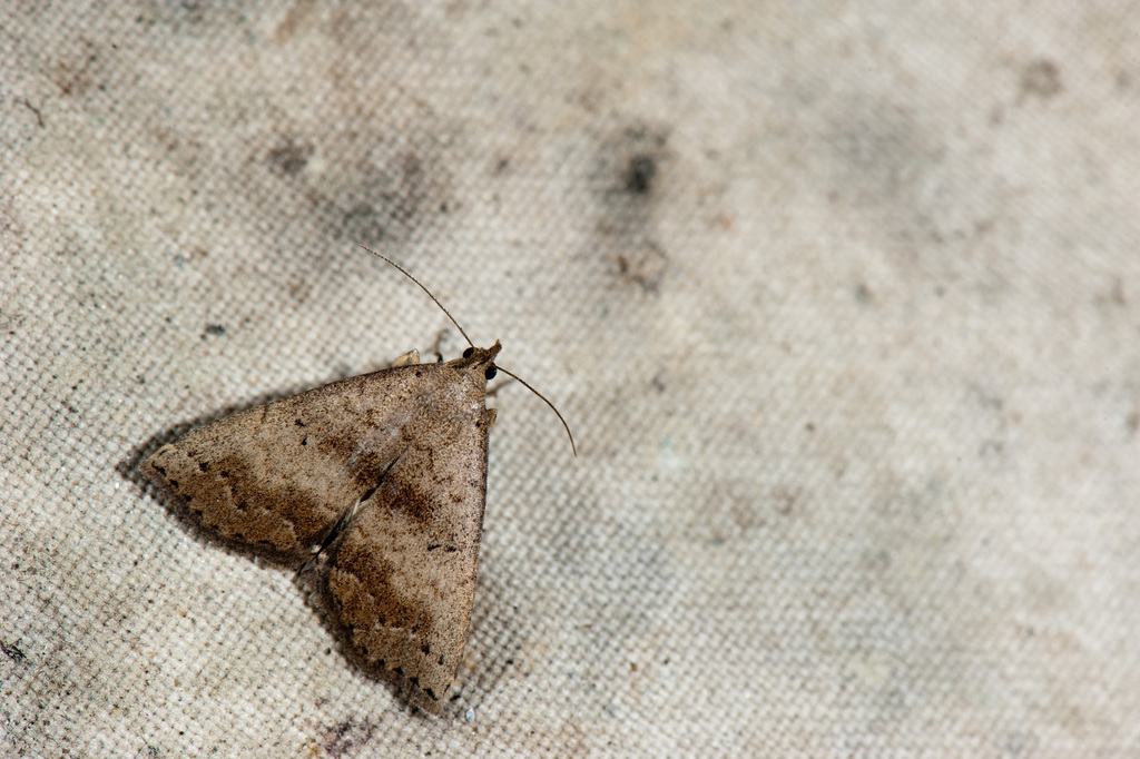 Herminia decipiens