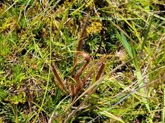 Drosera arcturi