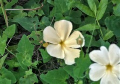 Thunbergia dregeana