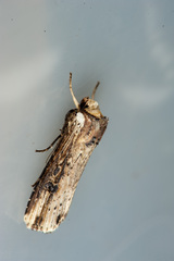 Axylia putris