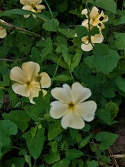 Thunbergia dregeana