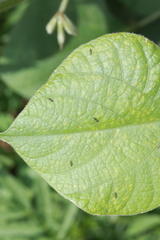 Megalurothrips sjostedti