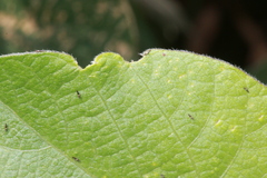 Megalurothrips sjostedti