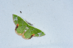 Comibaena nigromacularia