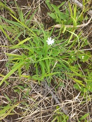 Silene undulata