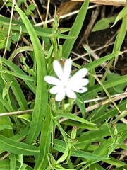 Silene undulata