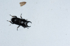 Aegus laevicollis formosae