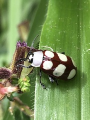 Omophoita
