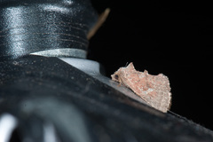 Elusa ustula