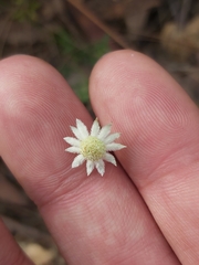 Actinotus minor