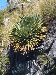 Aciphylla
