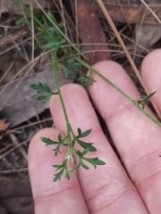 Actinotus minor