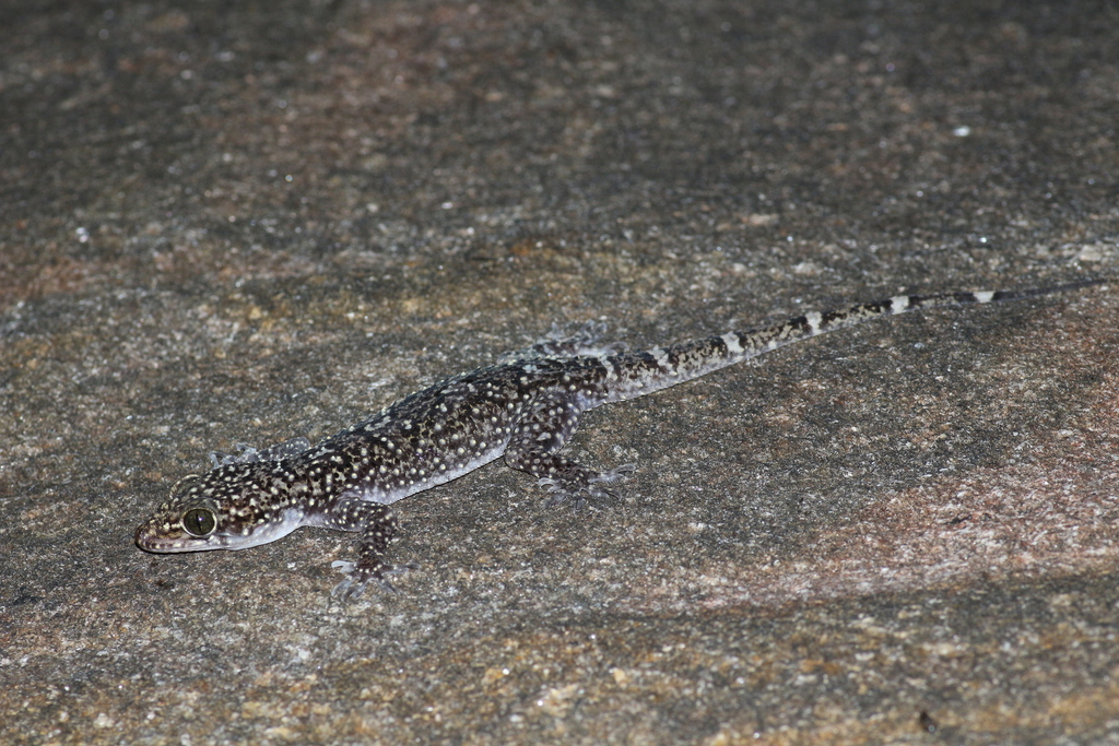 Travancore Rock Gecko