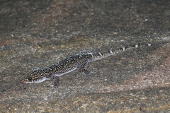 Hemidactylus paaragowli
