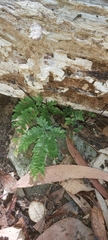 Adiantum hispidulum