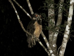 Pulsatrix perspicillata