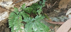 Adiantum hispidulum