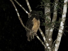 Pulsatrix perspicillata