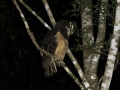 Pulsatrix perspicillata