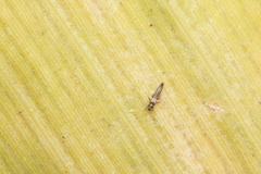 Megalurothrips sjostedti
