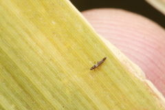 Megalurothrips sjostedti