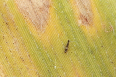 Megalurothrips sjostedti