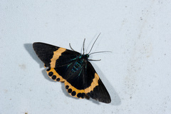 Milionia zonea pryeri