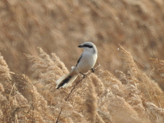 Lanius sphenocercus