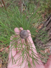 Isopogon anethifolius