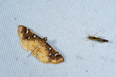 Cotachena