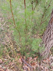 Isopogon anethifolius