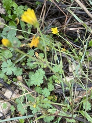 Crepis sancta