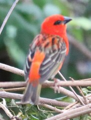 Foudia madagascariensis